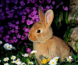 yapboz Tavşan çiçekler arasında